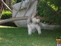 siberian husky puppy posted by nancy massi